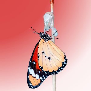 sustainable transformation